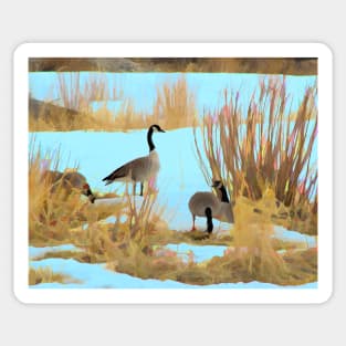 Canada Geese illustration Sticker